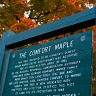The Comfort Maple